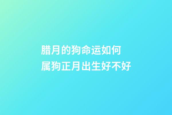 腊月的狗命运如何 属狗正月出生好不好